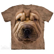 Big Face Shar Pei Puppy